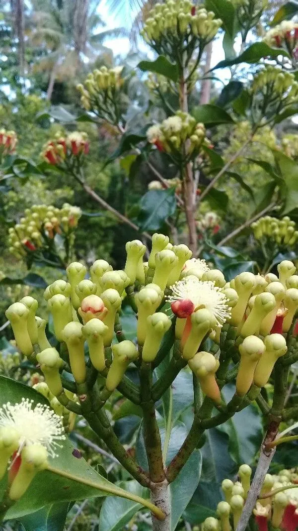 Clove_Plant,_Lobongo_Plant_Hybrid/All_Time
