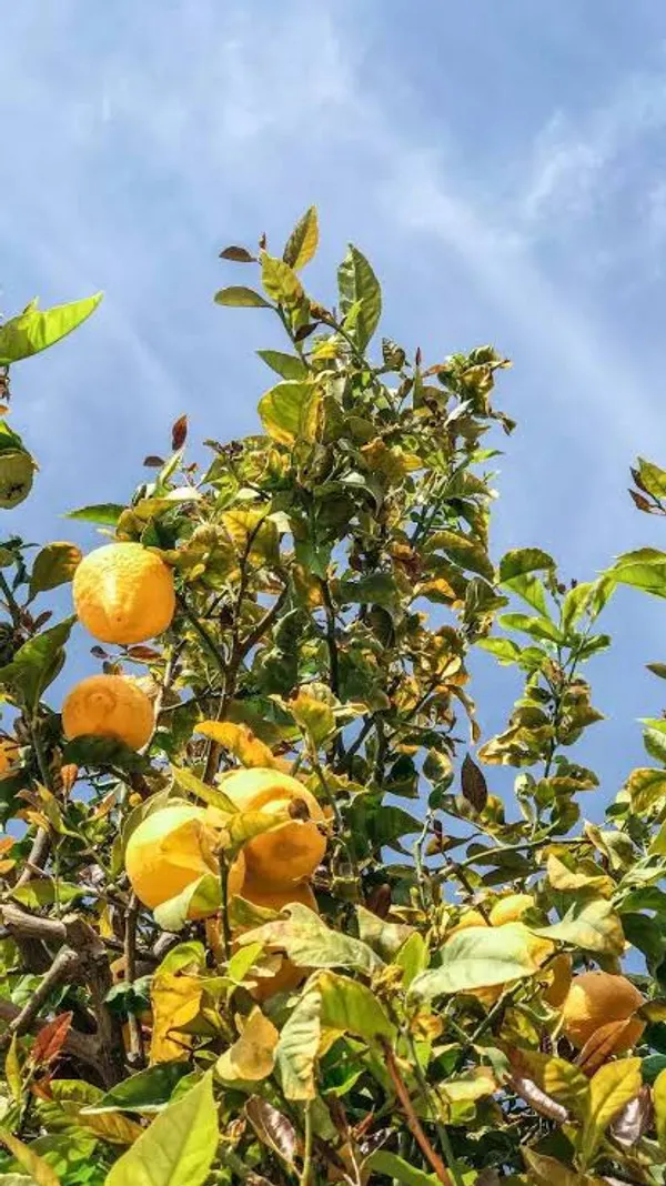 Khasi_Papeda_Lemon_Plant