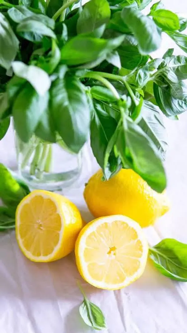 Khasi_Papeda_Lemon_Plant