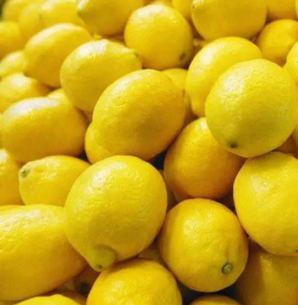 Khasi_Papeda_Lemon_Plant