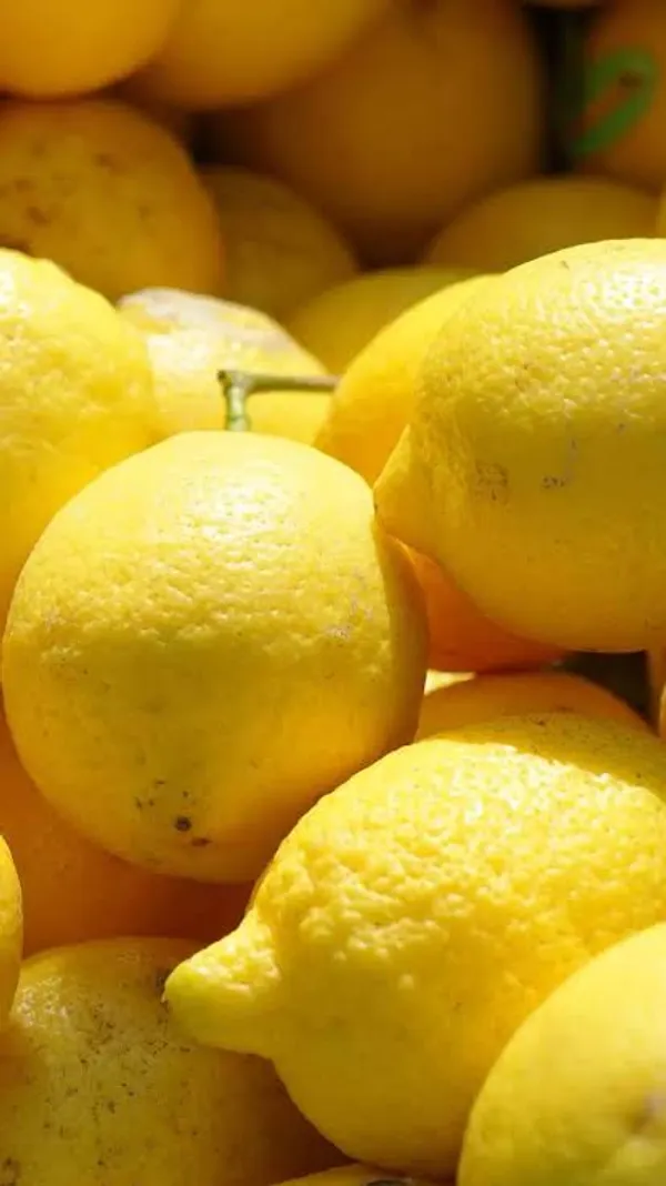 Khasi_Papeda_Lemon_Plant