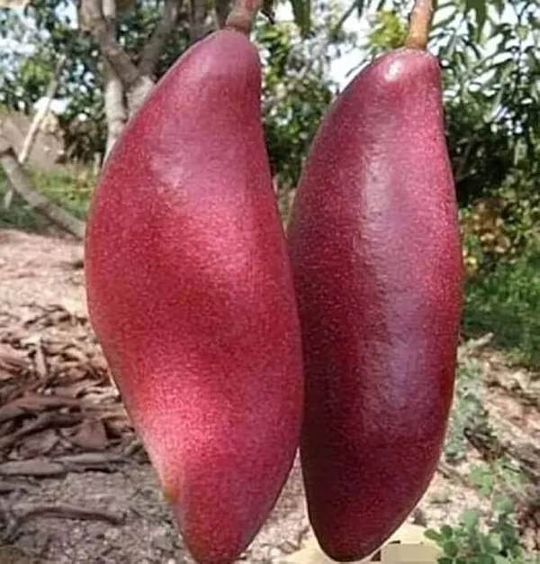 King_Of_Chakapat_Mango