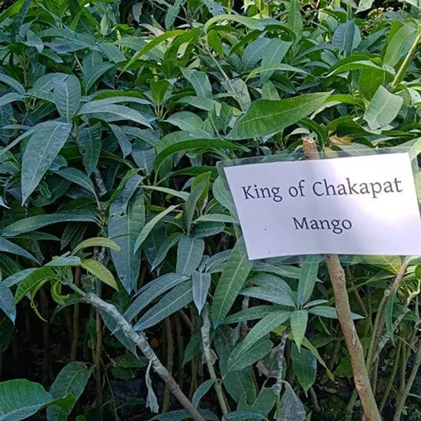 King_Of_Chakapat_Mango