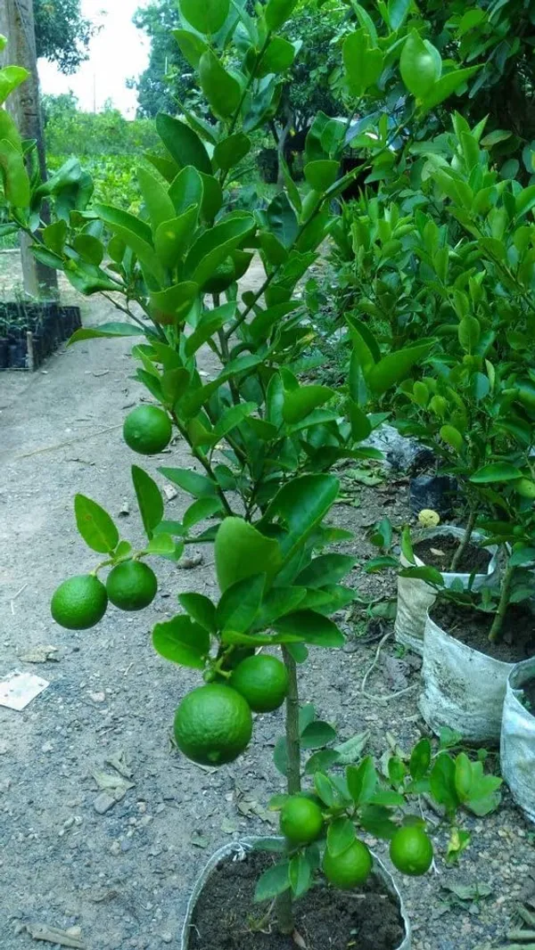 Kolkata_Pati_Lemon__Plant,Healthy_&_Air_Layered_Plant_Lemon_Plant_Pack_Off_1