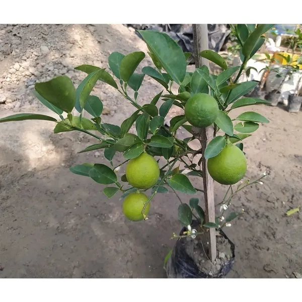 Kolkata_Pati_Lemon__Plant,Healthy_&_Air_Layered_Plant_Lemon_Plant_Pack_Off_1