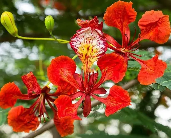 Krishna_Chura_Plant_All_Season_Flower_Plant