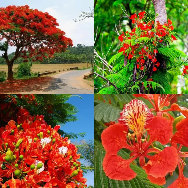 Krishna_Chura_Plant_All_Season_Flower_Plant