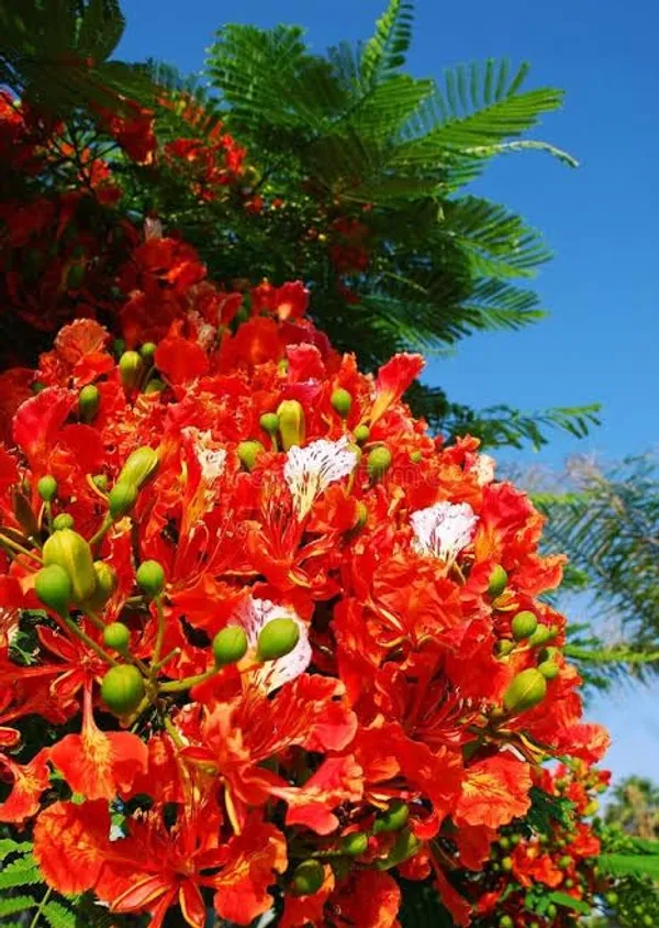 Krishna_Chura_Plant_All_Season_Flower_Plant