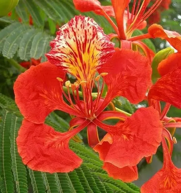 Krishna_Chura_Plant_All_Season_Flower_Plant