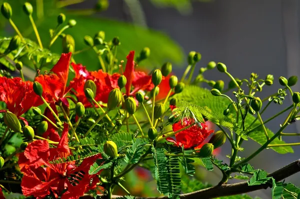 Krishnachura_Flower_Tree_Plant__For_Plant_Pack_Of_1