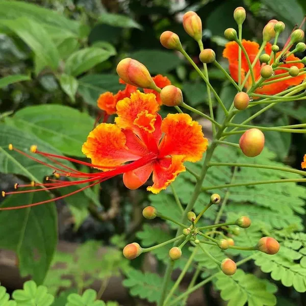 Krishnachura_Flower_Tree_Plant__For_Plant_Pack_Of_1