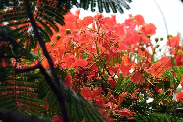 Krishnachura_Flower_Tree_Plant__For_Plant_Pack_Of_1