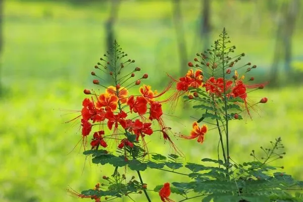 Krishnachura_Flower_Tree_Plant__For_Plant_Pack_Of_1