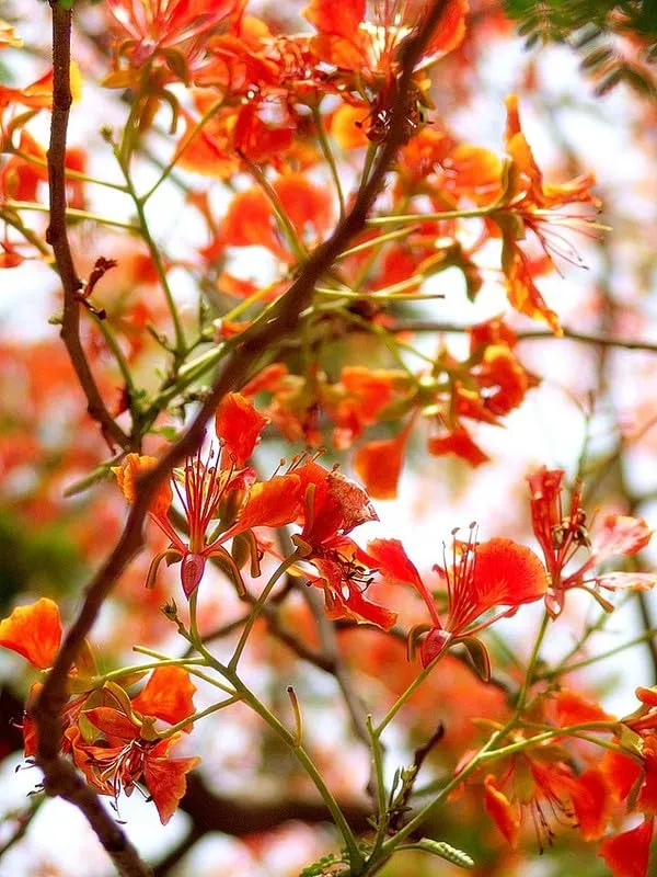 Krishnachura_Flower_Tree_Plant__For_Plant_Pack_Of_1