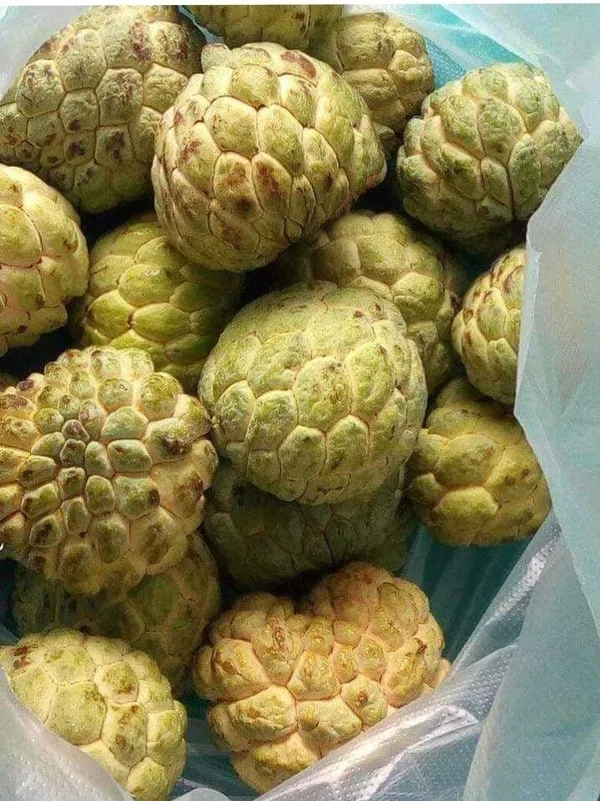 Golden_Custard_Apple
