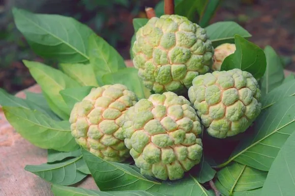 Golden_Custard_Apple