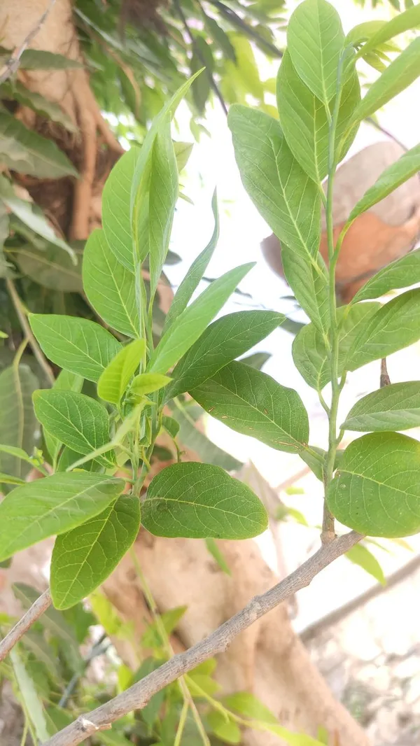 Golden_Custard_Apple