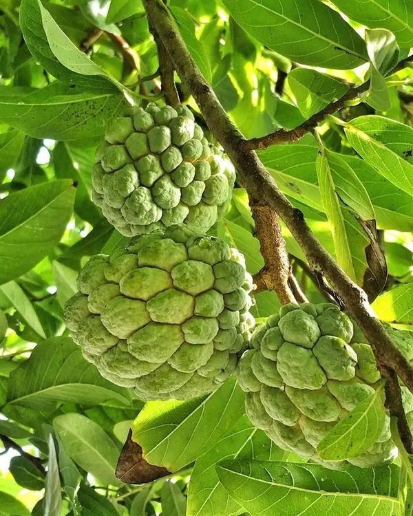Golden_Custard_Apple