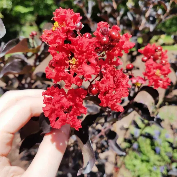 Lagerstroemia_"_Red"_|_Crape_Myrtle_Black_Diamond_(Red)_-_Plants