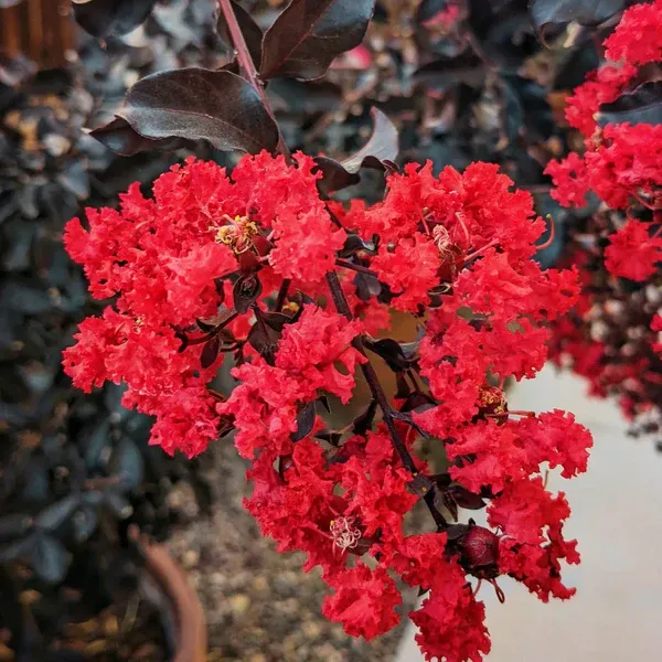 Lagerstroemia_"_Red"_|_Crape_Myrtle_Black_Diamond_(Red)_-_Plants