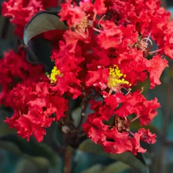 Lagerstroemia_"_Red"_|_Crape_Myrtle_Black_Diamond_(Red)_-_Plants