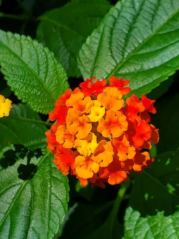 Lil_Miss_Lantana,Lantana_Plant,_Lantana_Plant_,_Lantana_Flowers,__Lanta_Plant,_Pink_Lantana,_Yellow_Lantana,_Multi_Color