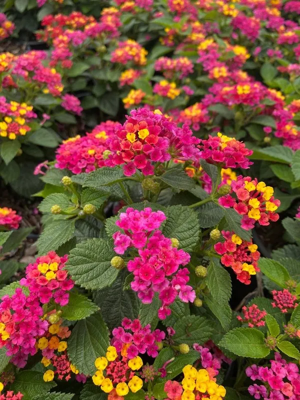 Lil_Miss_Lantana,Lantana_Plant,_Lantana_Plant_,_Lantana_Flowers,__Lanta_Plant,_Pink_Lantana,_Yellow_Lantana,_Multi_Color