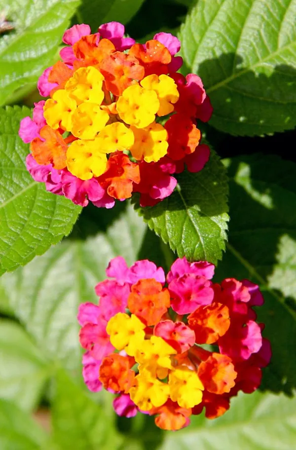 Lil_Miss_Lantana,Lantana_Plant,_Lantana_Plant_,_Lantana_Flowers,__Lanta_Plant,_Pink_Lantana,_Yellow_Lantana,_Multi_Color