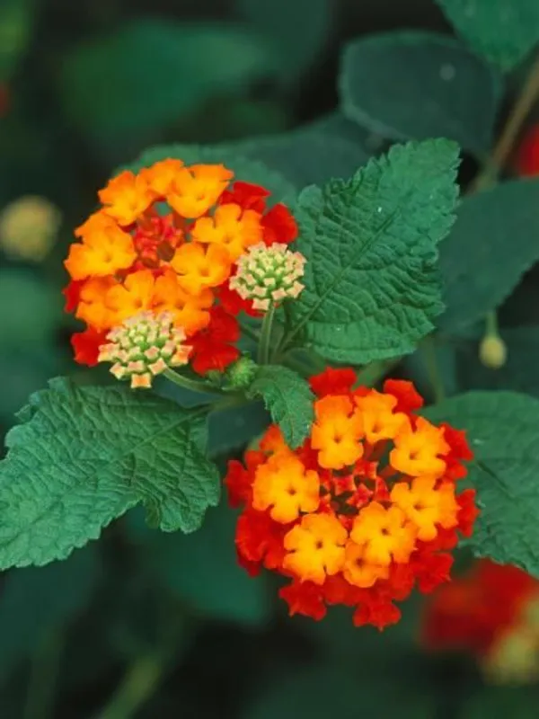 Lil_Miss_Lantana,Lantana_Plant,_Lantana_Plant_,_Lantana_Flowers,__Lanta_Plant,_Pink_Lantana,_Yellow_Lantana,_Multi_Color