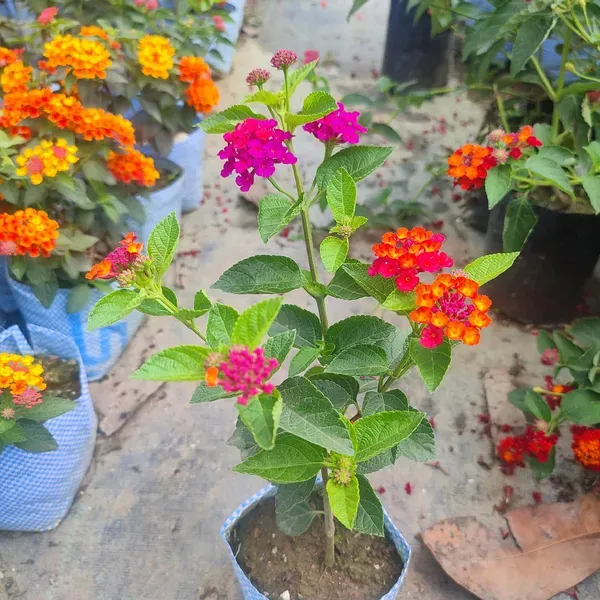 Lil_Miss_Lantana,Lantana_Plant,_Lantana_Plant_,_Lantana_Flowers,__Lanta_Plant,_Pink_Lantana,_Yellow_Lantana,_Multi_Color