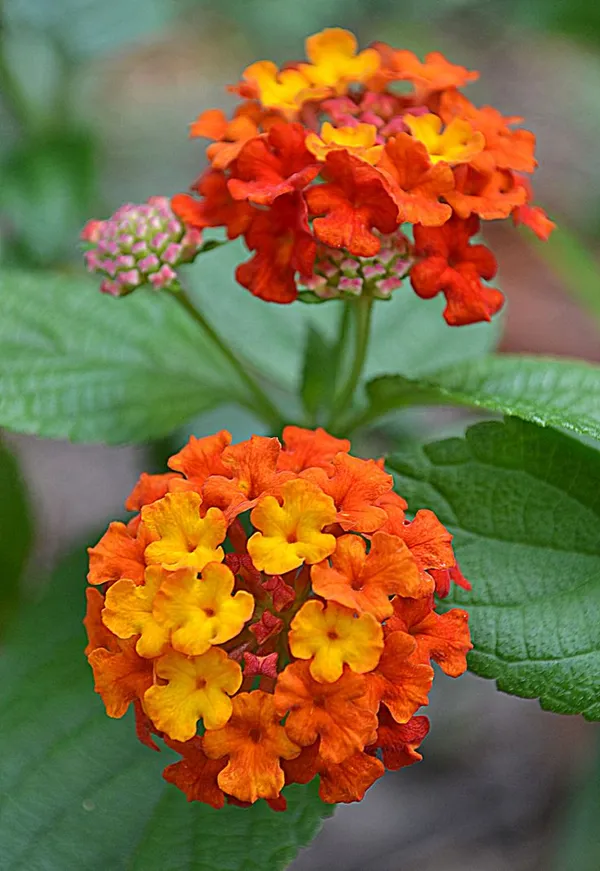 Lil_Miss_Lantana,Lantana_Plant,_Lantana_Plant_,_Lantana_Flowers,__Lanta_Plant,_Pink_Lantana,_Yellow_Lantana,_Multi_Color