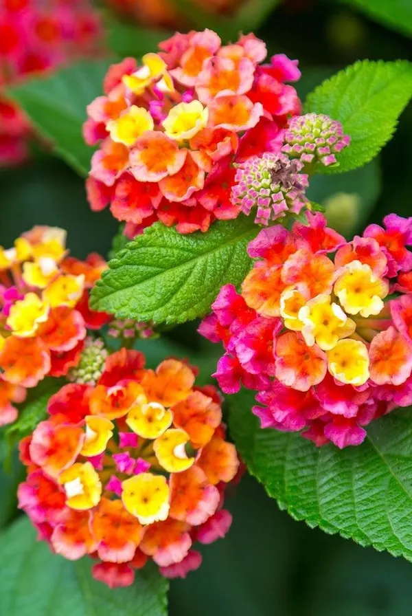 Lil_Miss_Lantana,Lantana_Plant,_Lantana_Plant_,_Lantana_Flowers,__Lanta_Plant,_Pink_Lantana,_Yellow_Lantana,_Multi_Color