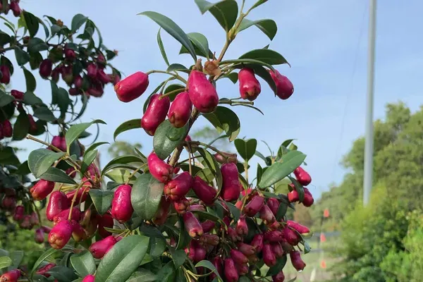 Lilly_Pilly_Cherry_Fruit_Plant