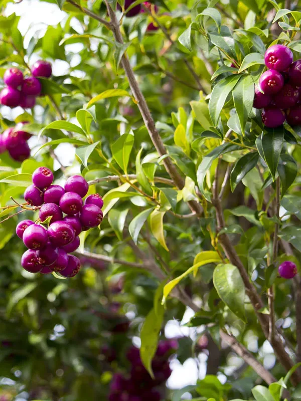 Lilly_Pilly_Cherry_Fruit_Plant
