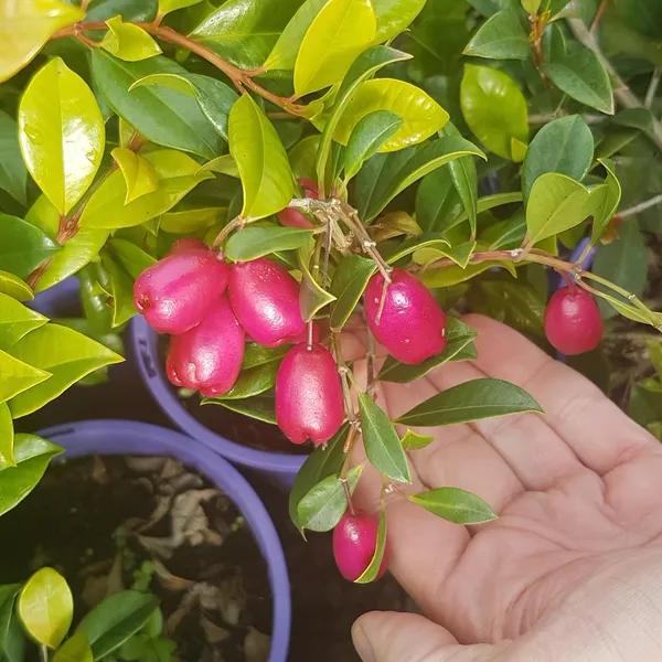 Lilly_Pilly_Cherry_Fruit_Plant