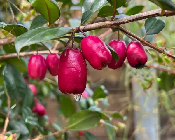 Lilly_Pilly_Cherry_Fruit_Plant