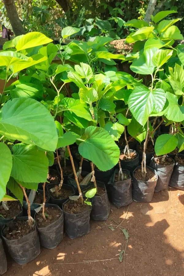 Long_Himalayan_Mulberry_Or_Pakistan_Mulberry_Grafted__Plant_(Morus_Alba)