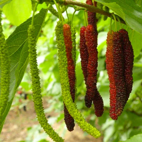 Long_Himalayan_Mulberry_Or_Pakistan_Mulberry_Grafted__Plant_(Morus_Alba)