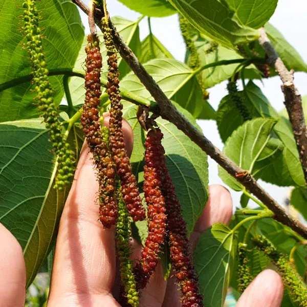 Long_Himalayan_Mulberry_Or_Pakistan_Mulberry_Grafted__Plant_(Morus_Alba)
