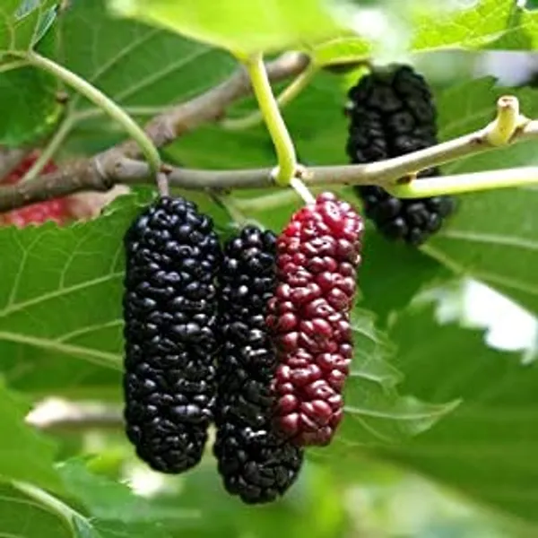 Long_Mulberry__Plants_Shahtoot_Sweet_Tasty_Fruit_Plant_Healthy__1_Plant_Morus_Alba__Plant_Fruit_Tree__Plant_For_Home_Gardening_Outdoor__Plants