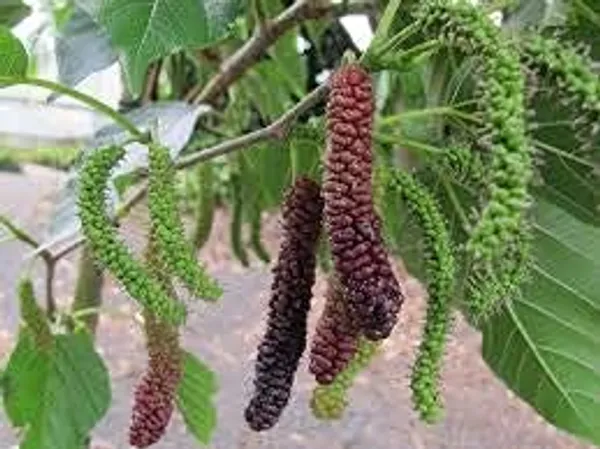 Long_Mulberry__Plants_Shahtoot_Sweet_Tasty_Fruit_Plant_Healthy__1_Plant_Morus_Alba__Plant_Fruit_Tree__Plant_For_Home_Gardening_Outdoor__Plants