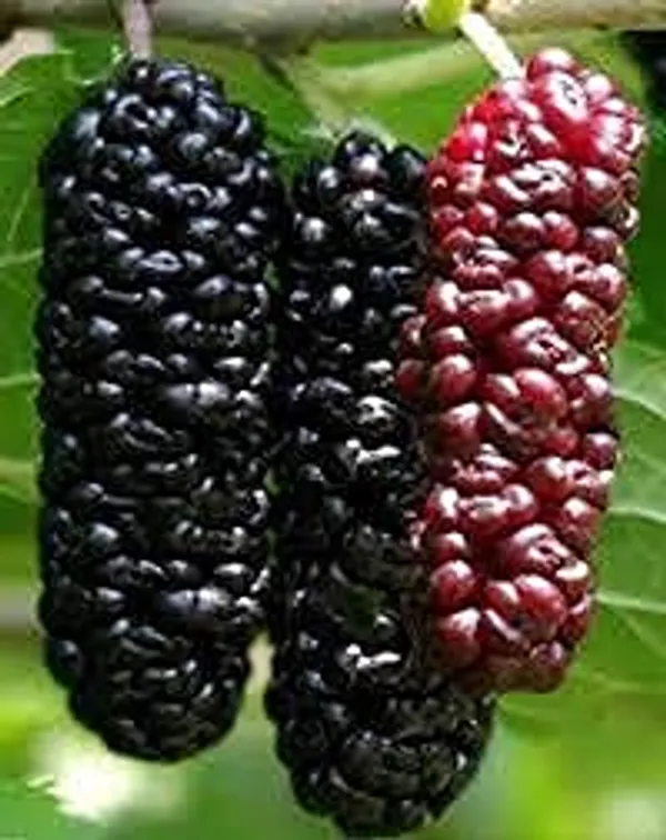Long_Mulberry__Plants_Shahtoot_Sweet_Tasty_Fruit_Plant_Healthy__1_Plant_Morus_Alba__Plant_Fruit_Tree__Plant_For_Home_Gardening_Outdoor__Plants