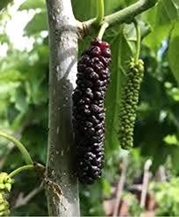 Long_Mulberry__Plants_Shahtoot_Sweet_Tasty_Fruit_Plant_Healthy__1_Plant_Morus_Alba__Plant_Fruit_Tree__Plant_For_Home_Gardening_Outdoor__Plants