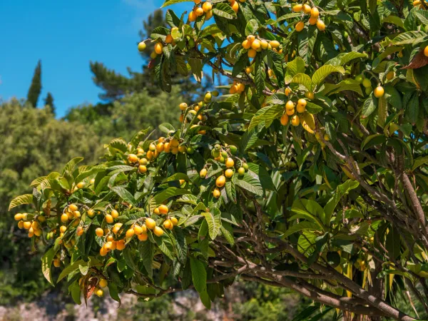 Loquat_Fruit_Plant