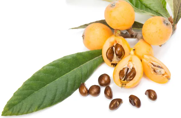 Loquat_Fruit_Plant