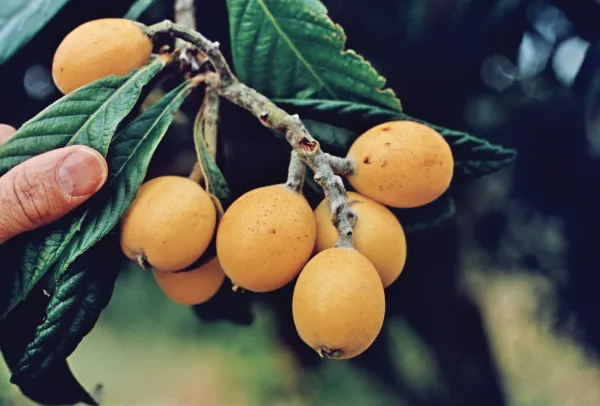 Loquat_Fruit_Plant