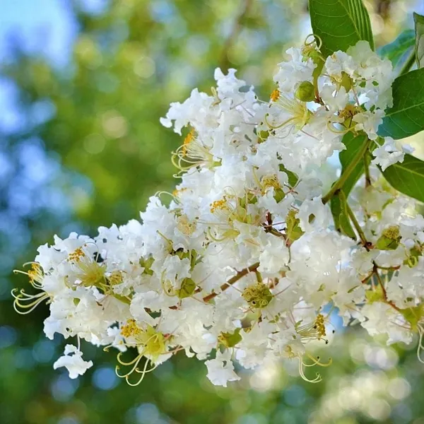 Lunar_Black_Diamond_Crape_Myrtle_(White)_?_Lagerstroemia_Plant