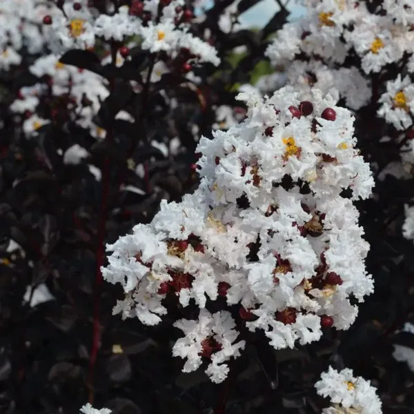 Lunar_Black_Diamond_Crape_Myrtle_(White)_?_Lagerstroemia_Plant