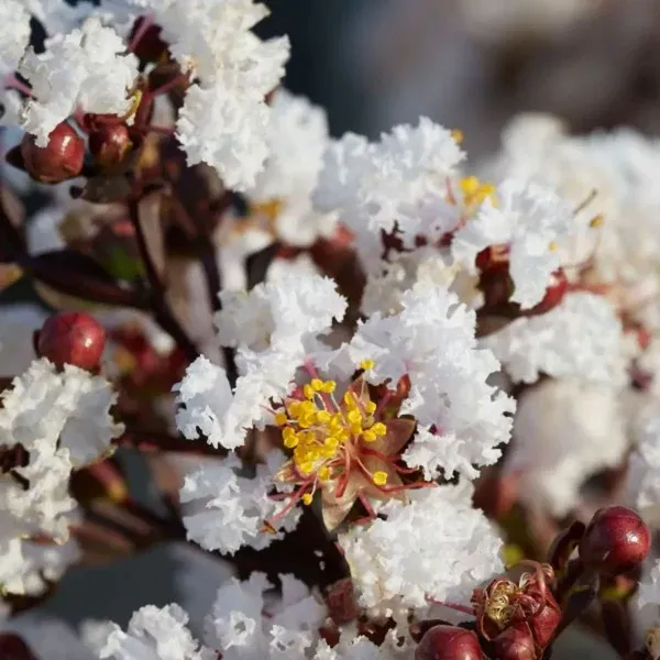 Lunar_Black_Diamond_Crape_Myrtle_(White)_?_Lagerstroemia_Plant