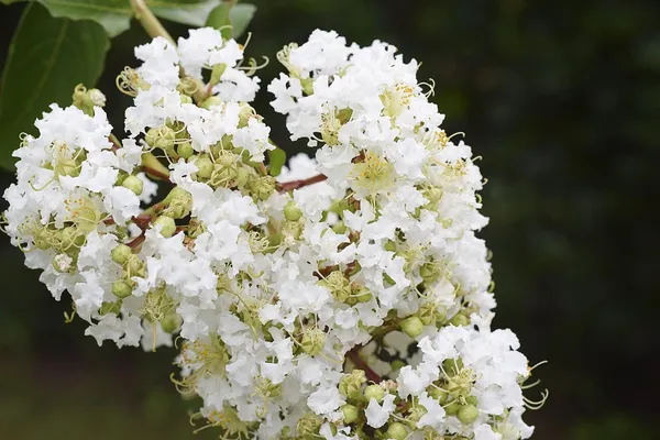 Lunar_Black_Diamond_Crape_Myrtle_(White)_?_Lagerstroemia_Plant
